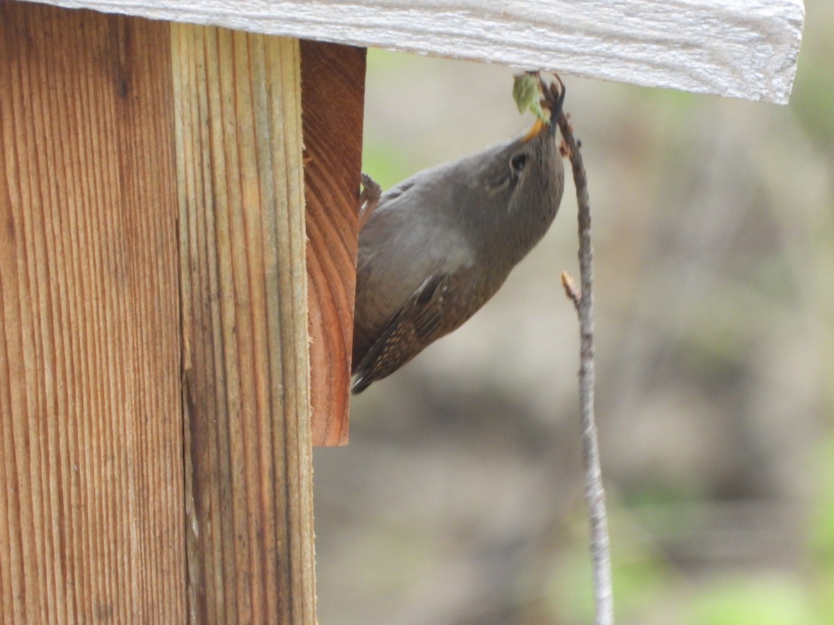 House Wren - James Allen