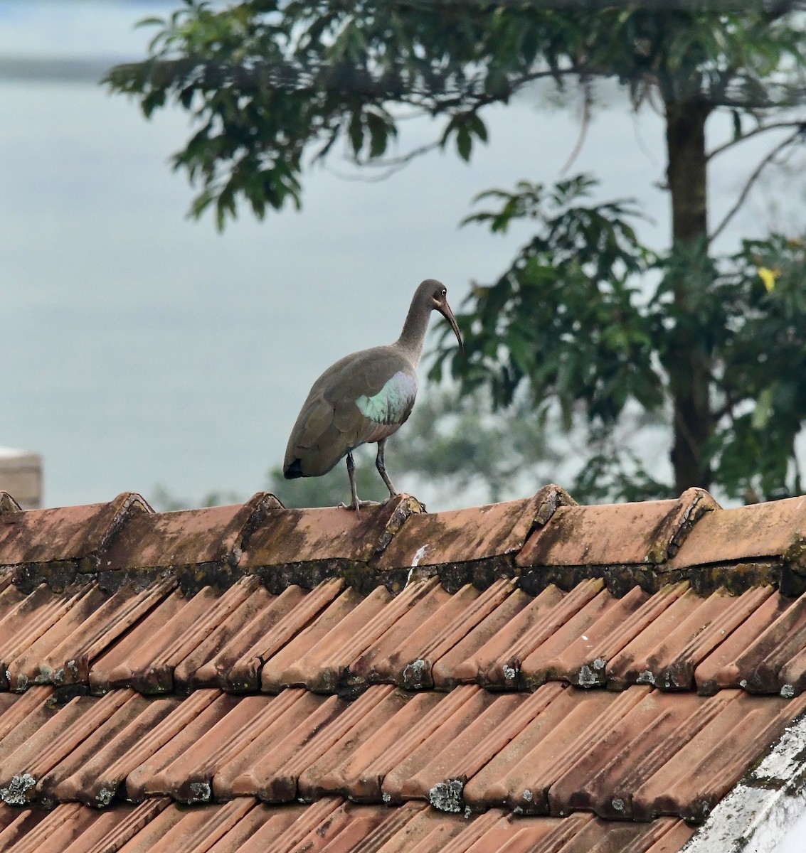 Hadada Ibis - Michaela Figari