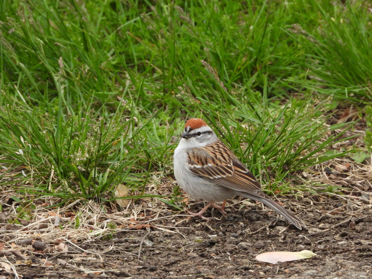 Chipping Sparrow - James Allen