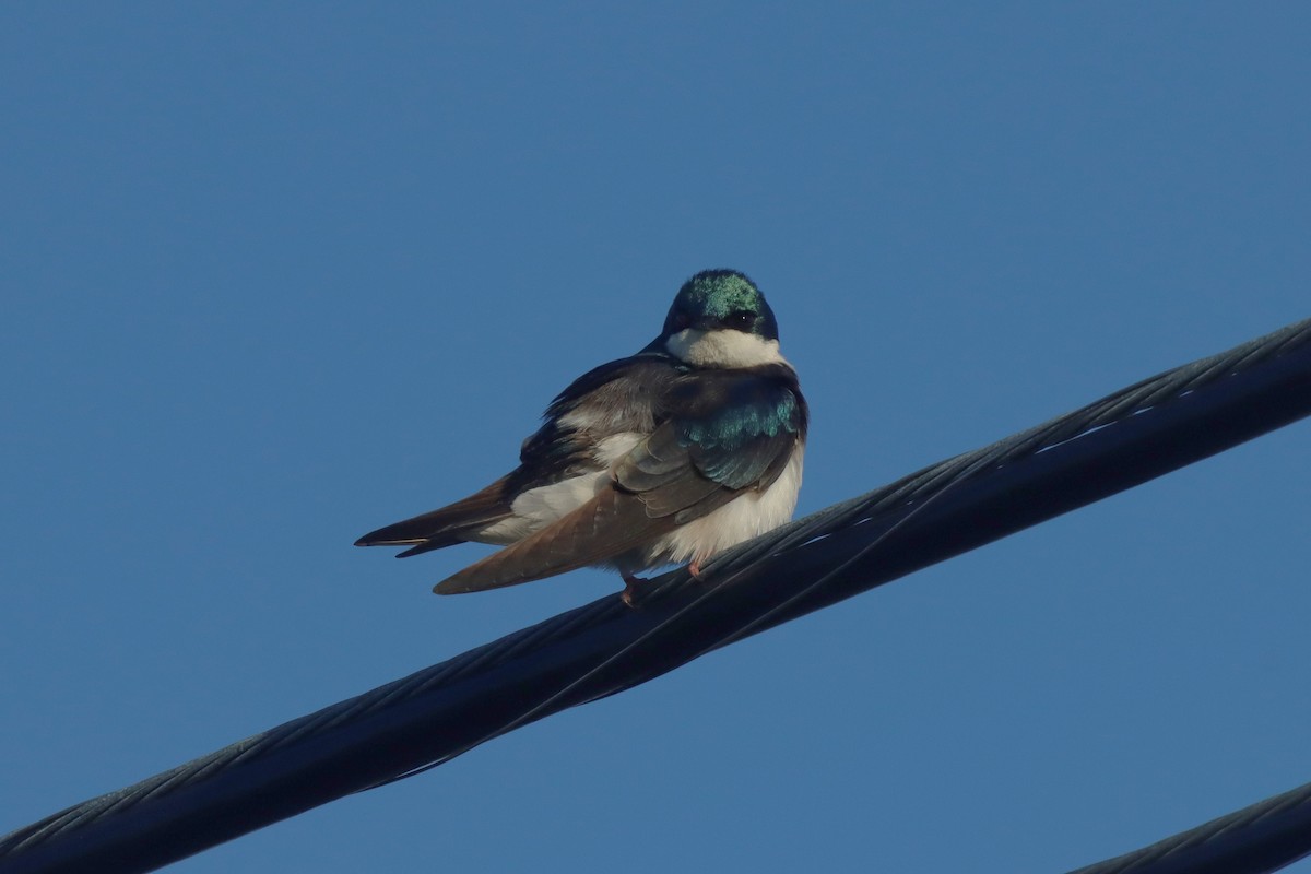 Tree Swallow - Mark Gallagher