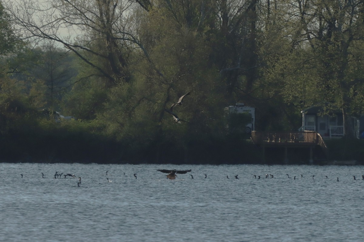 Double-crested Cormorant - Mark Gallagher