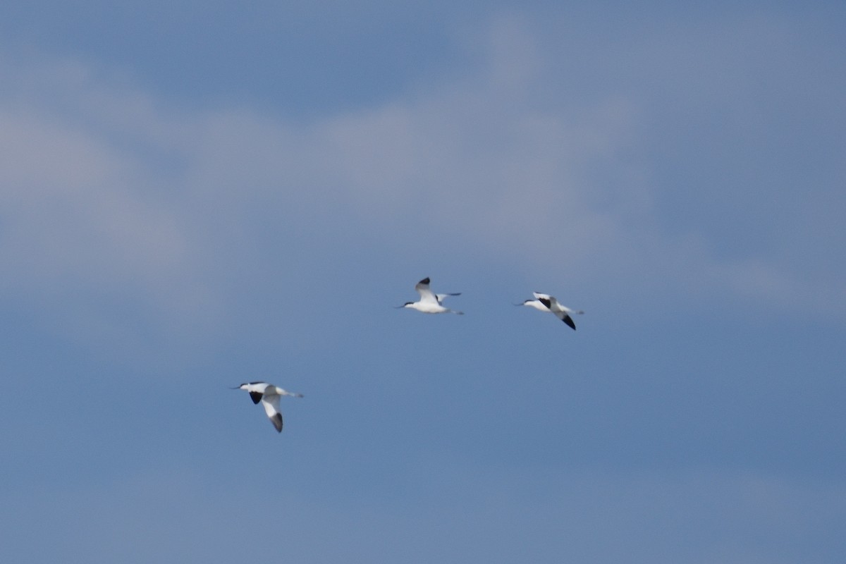 Pied Avocet - ML617727512