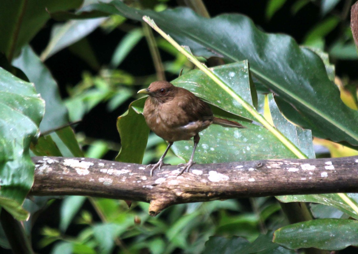 Clay-colored Thrush - ML617727513