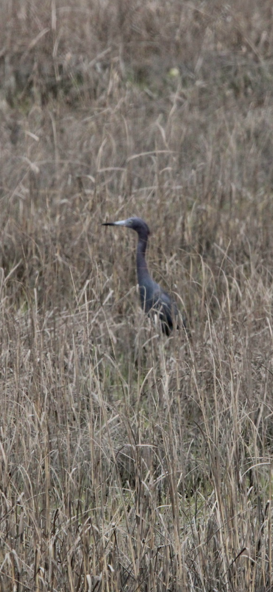 Little Blue Heron - ML617727534