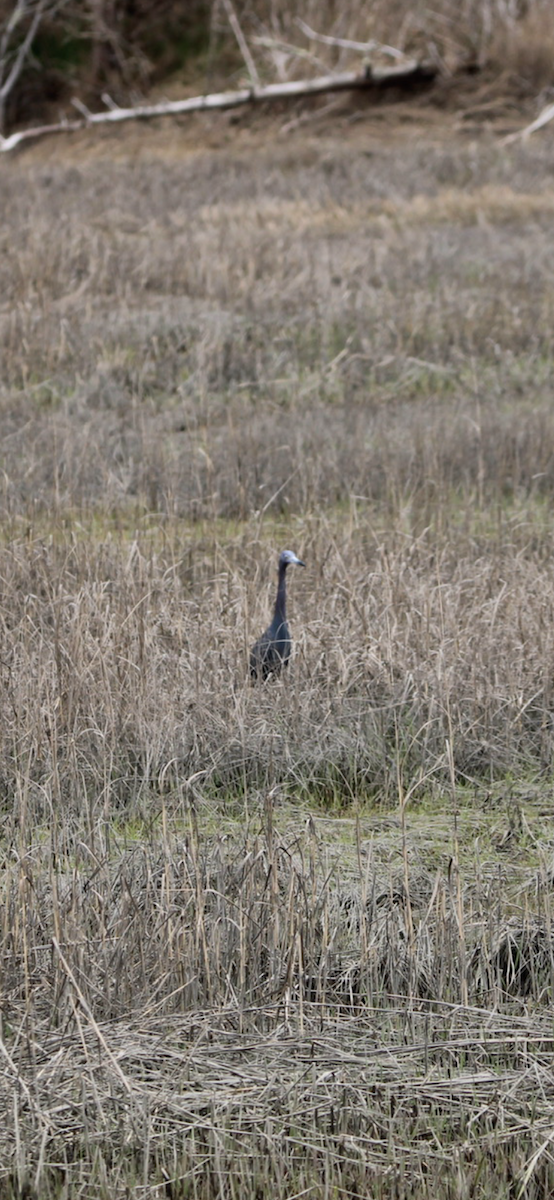 Little Blue Heron - ML617727535