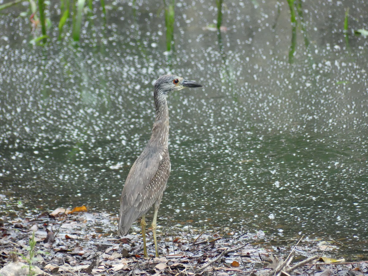 Yellow-crowned Night Heron - ML617727540