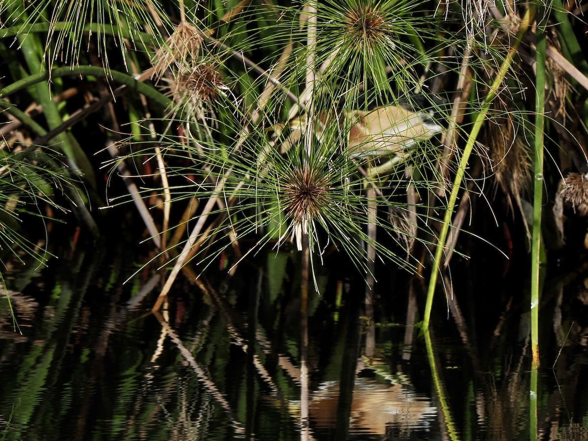 Little Bittern - ML617727584