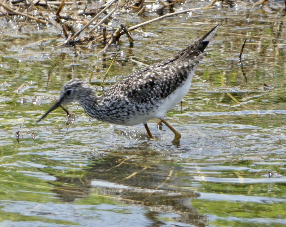 Lesser Yellowlegs - Kitty ONeil