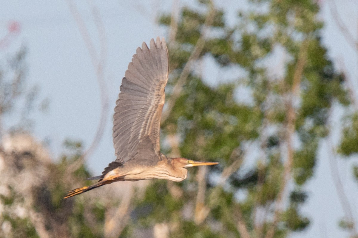 Purple Heron - ML617727642