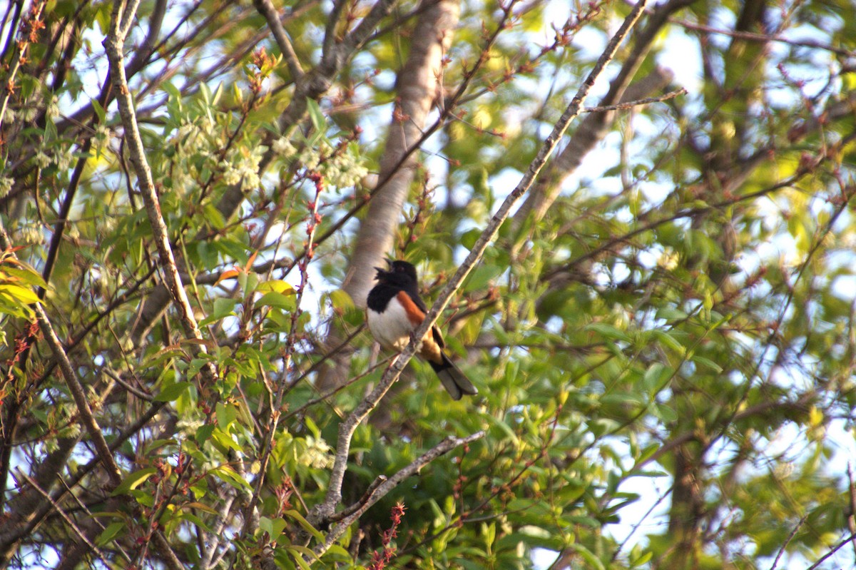 Eastern Towhee - Mike Holthaus