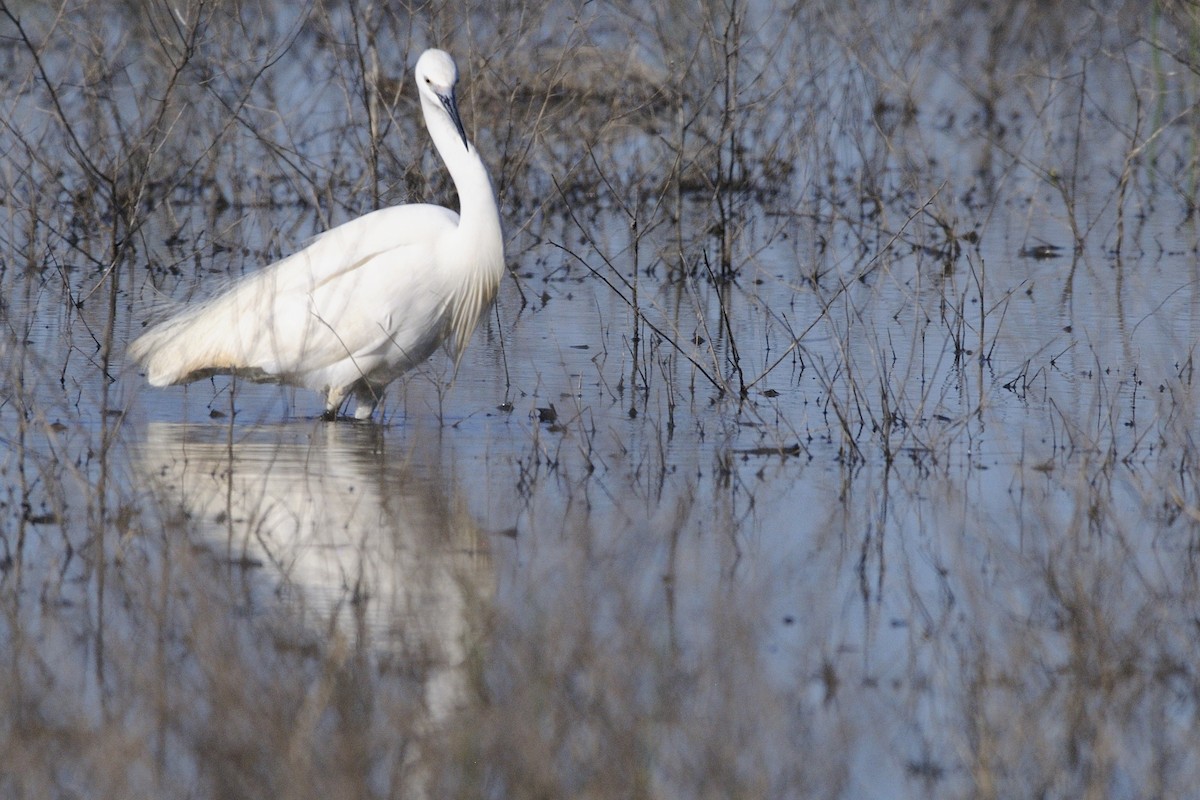 Little Egret - ML617727687