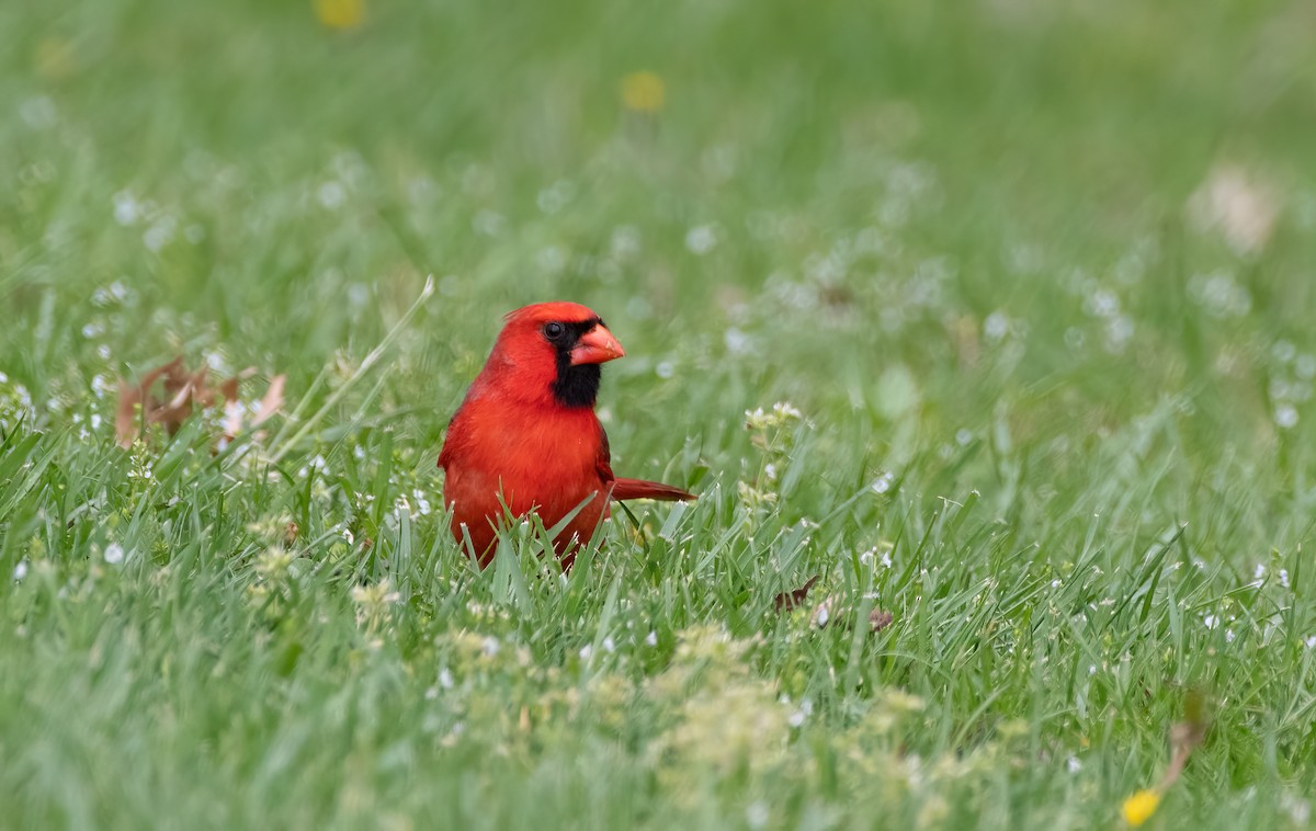 Cardinal rouge - ML617727774