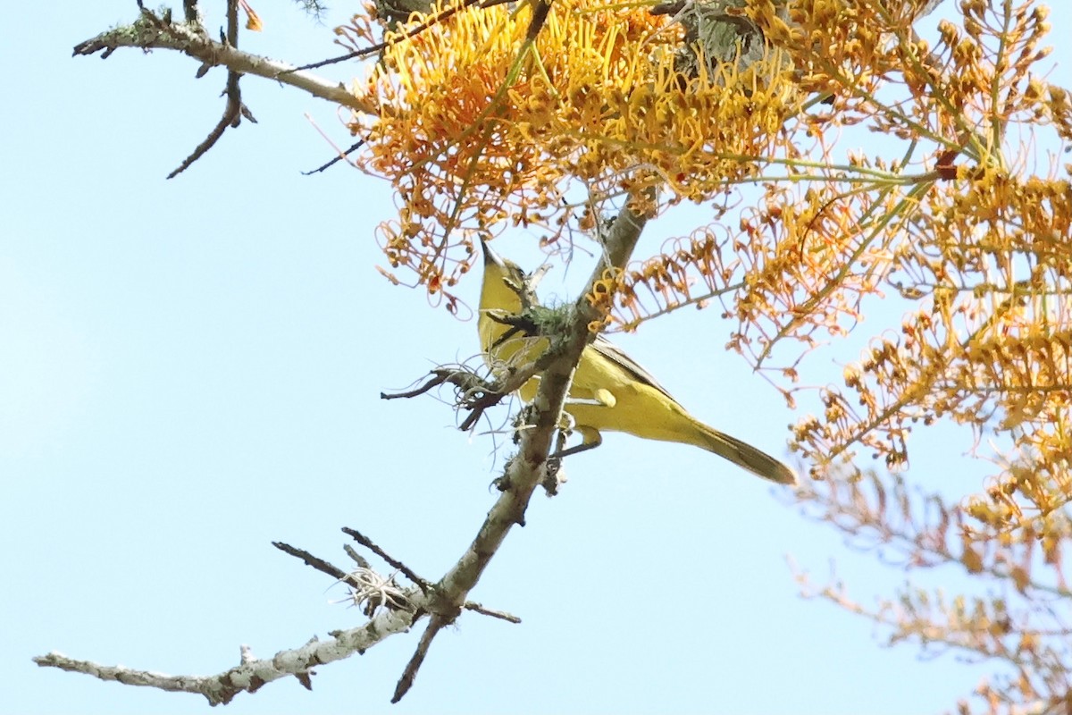 Orchard Oriole - ML617727776