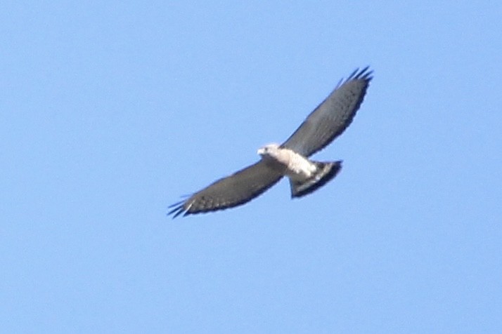Broad-winged Hawk - ML617727787