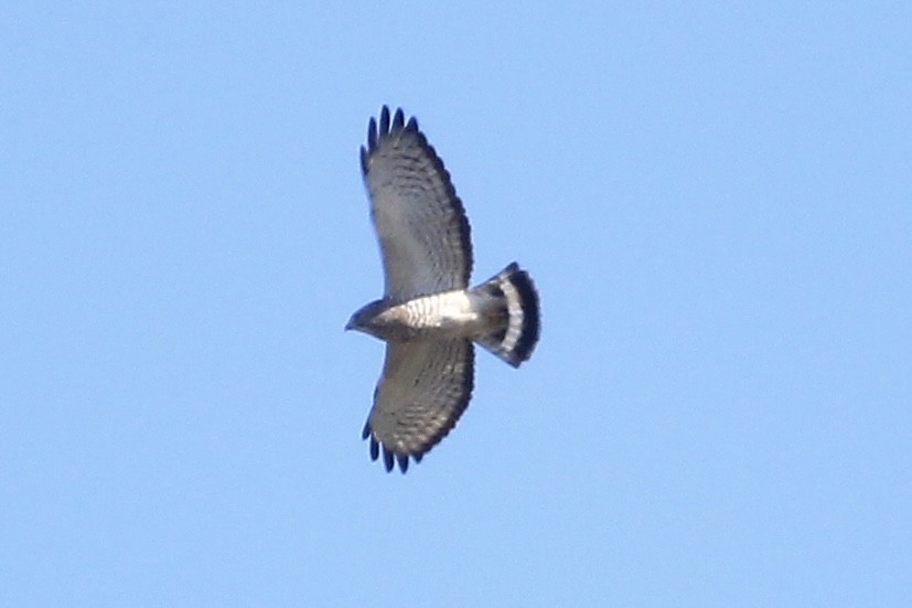 Broad-winged Hawk - ML617727789