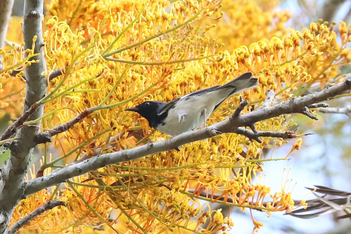 Black-throated Blue Warbler - ML617727791