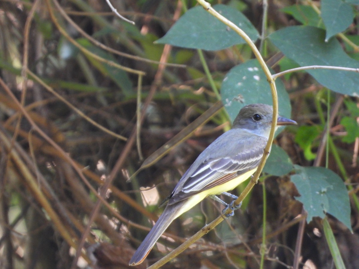 Great Crested Flycatcher - ML617727825