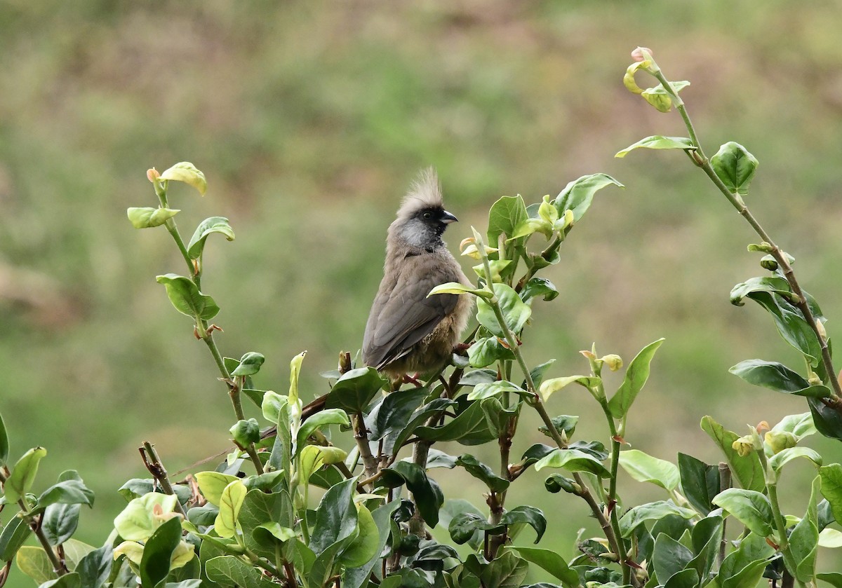 Braunflügel-Mausvogel - ML617727836