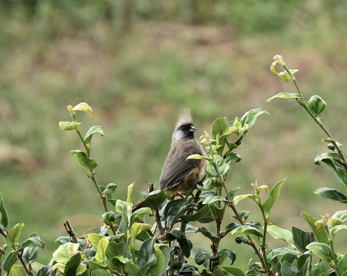 Speckled Mousebird - Michaela Figari