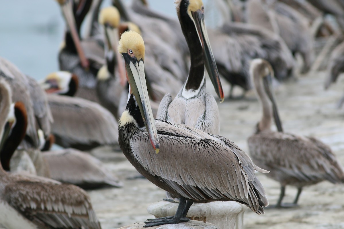 Brown Pelican (California) - ML617727878