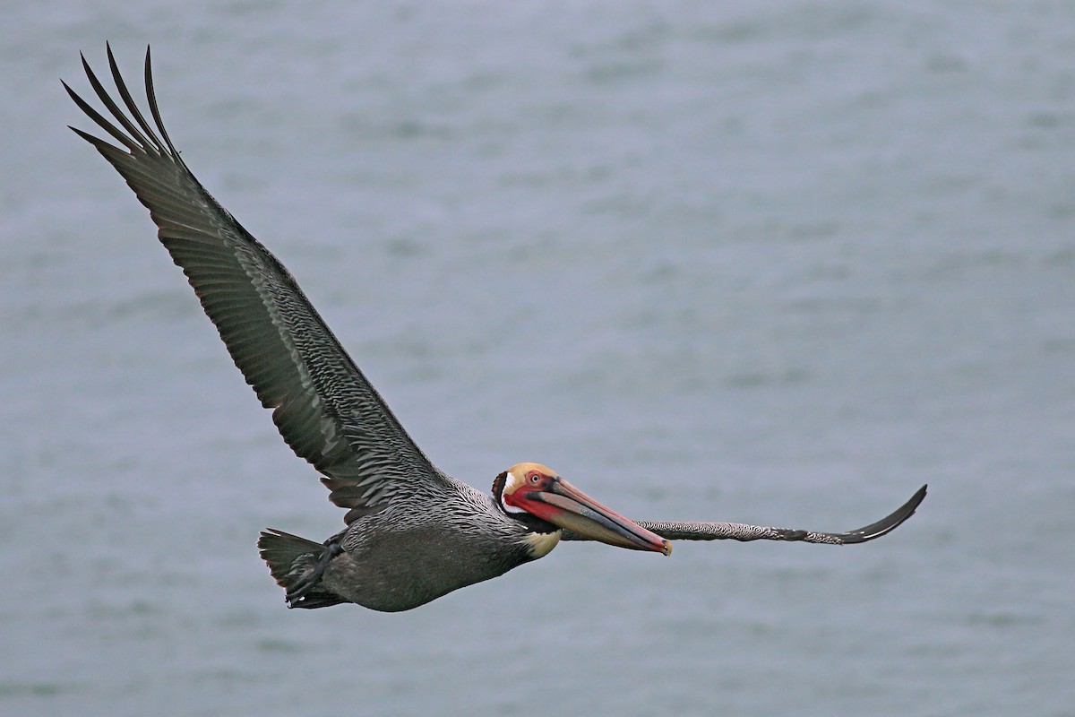 Brown Pelican (California) - ML617727879