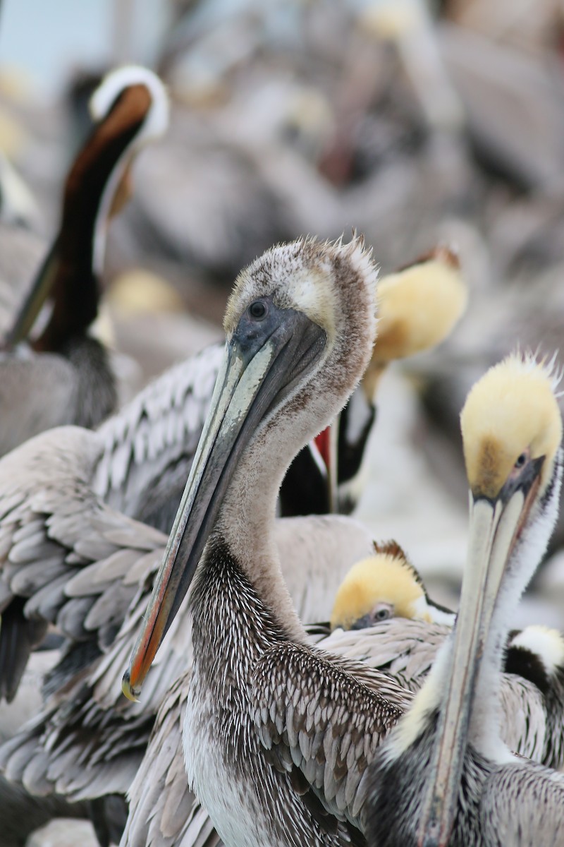 Brown Pelican (California) - ML617727881