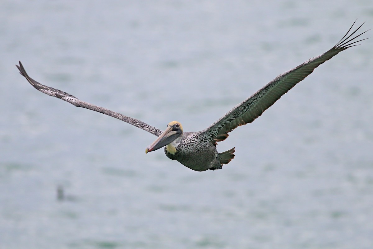 pelikán hnědý (ssp. californicus) - ML617727883