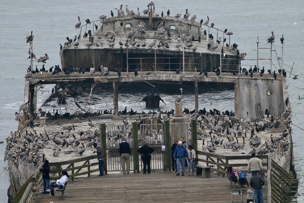 Brown Pelican (California) - ML617727884