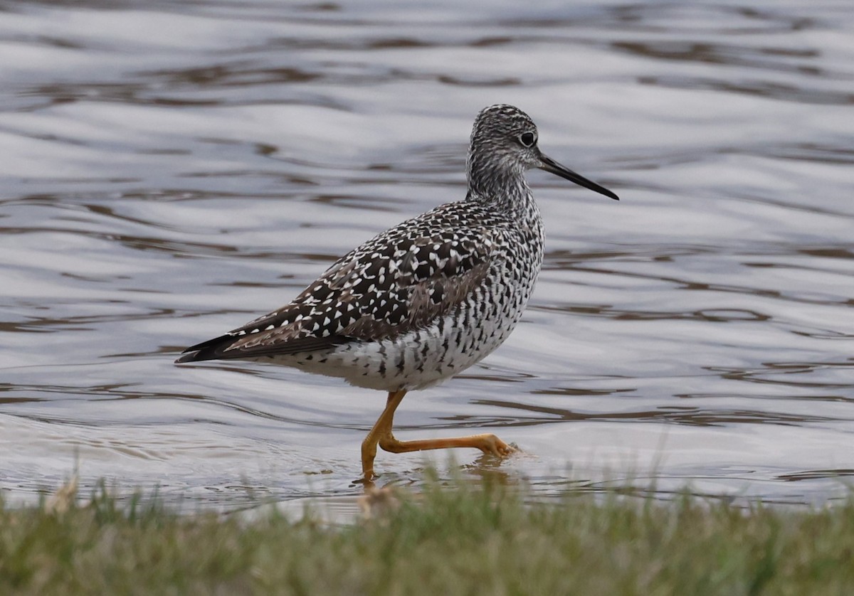 Greater Yellowlegs - ML617727889