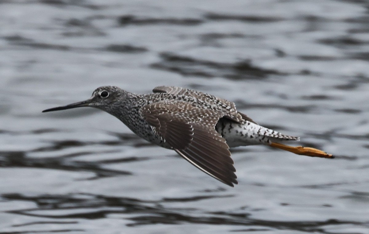 Greater Yellowlegs - ML617727892