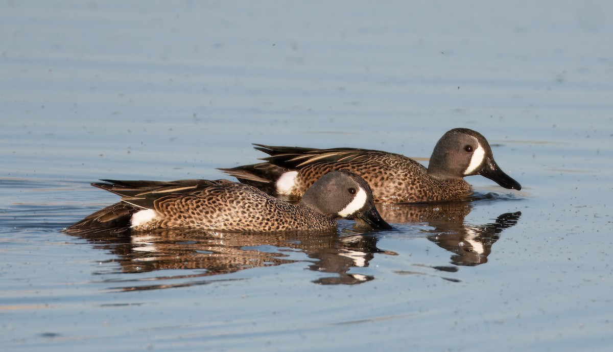 Blue-winged Teal - ML617727899