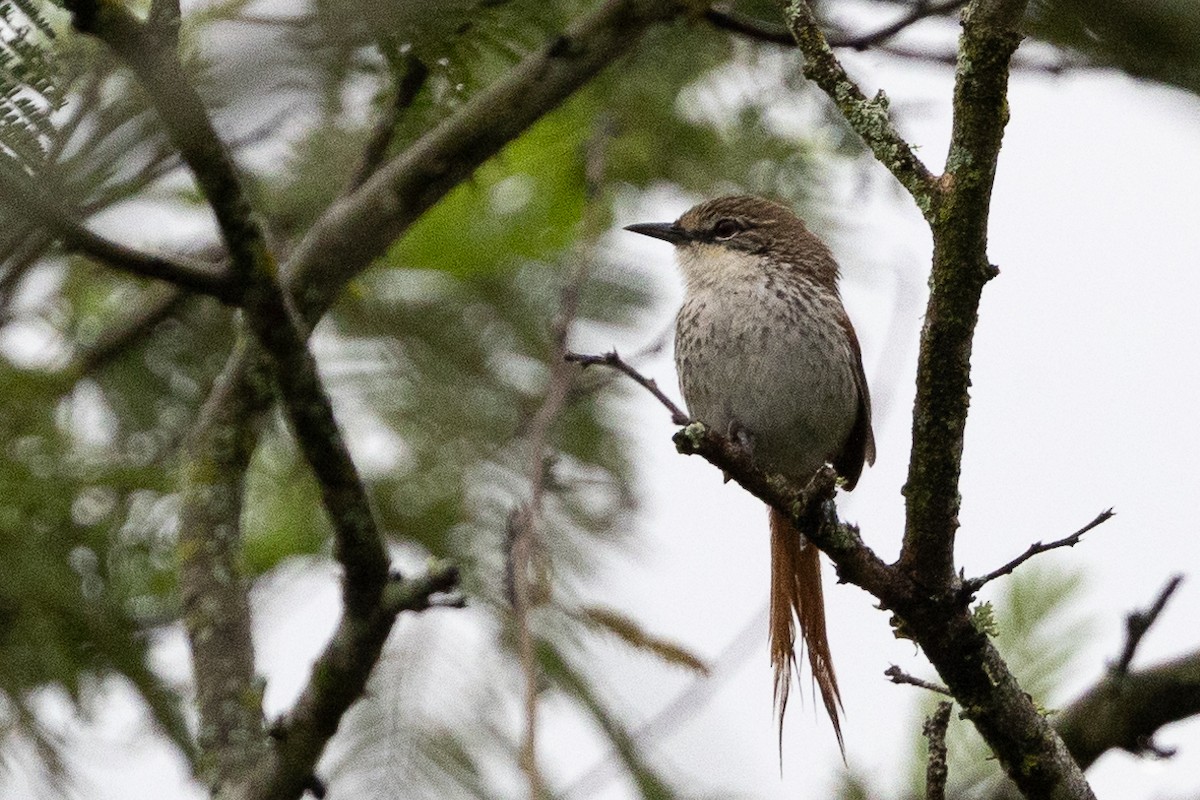 Chinchipe Spinetail - ML617727910