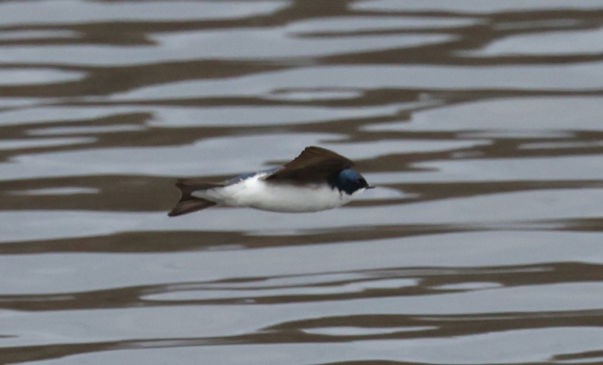 Golondrina Bicolor - ML617727918