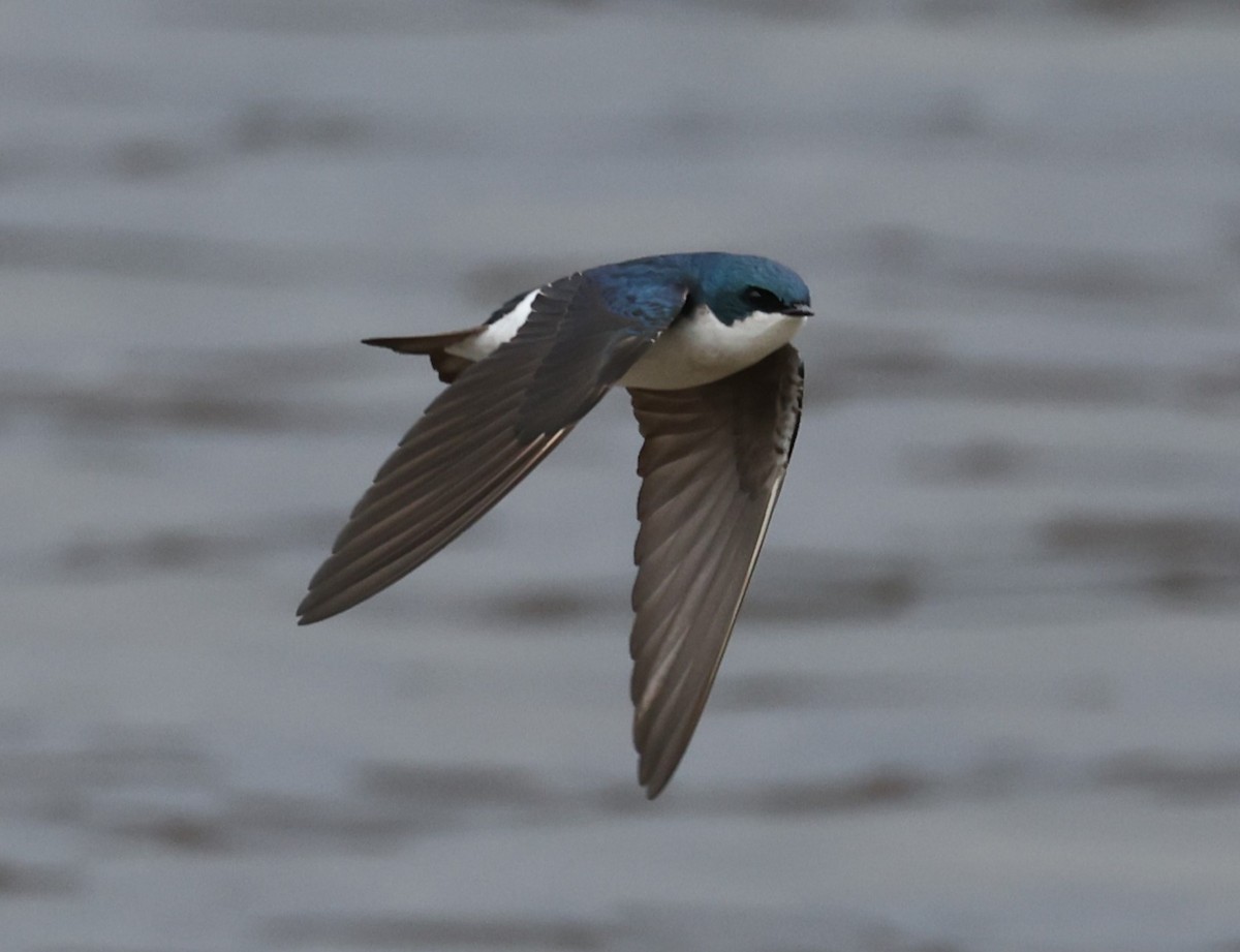 Golondrina Bicolor - ML617727919