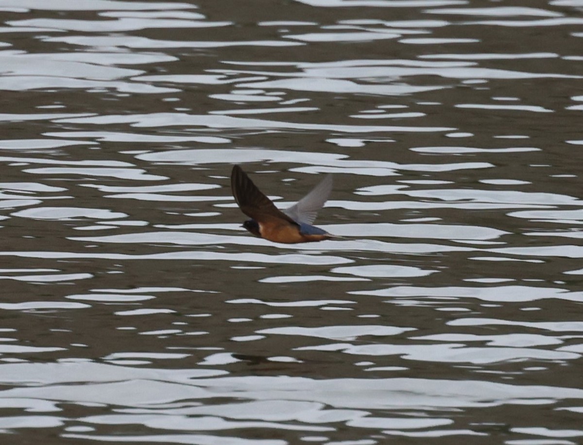 Barn Swallow (American) - ML617727924