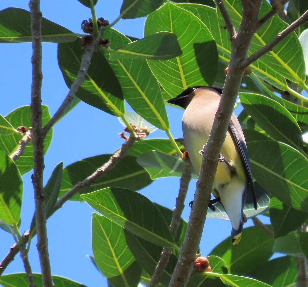 Cedar Waxwing - ML617727930