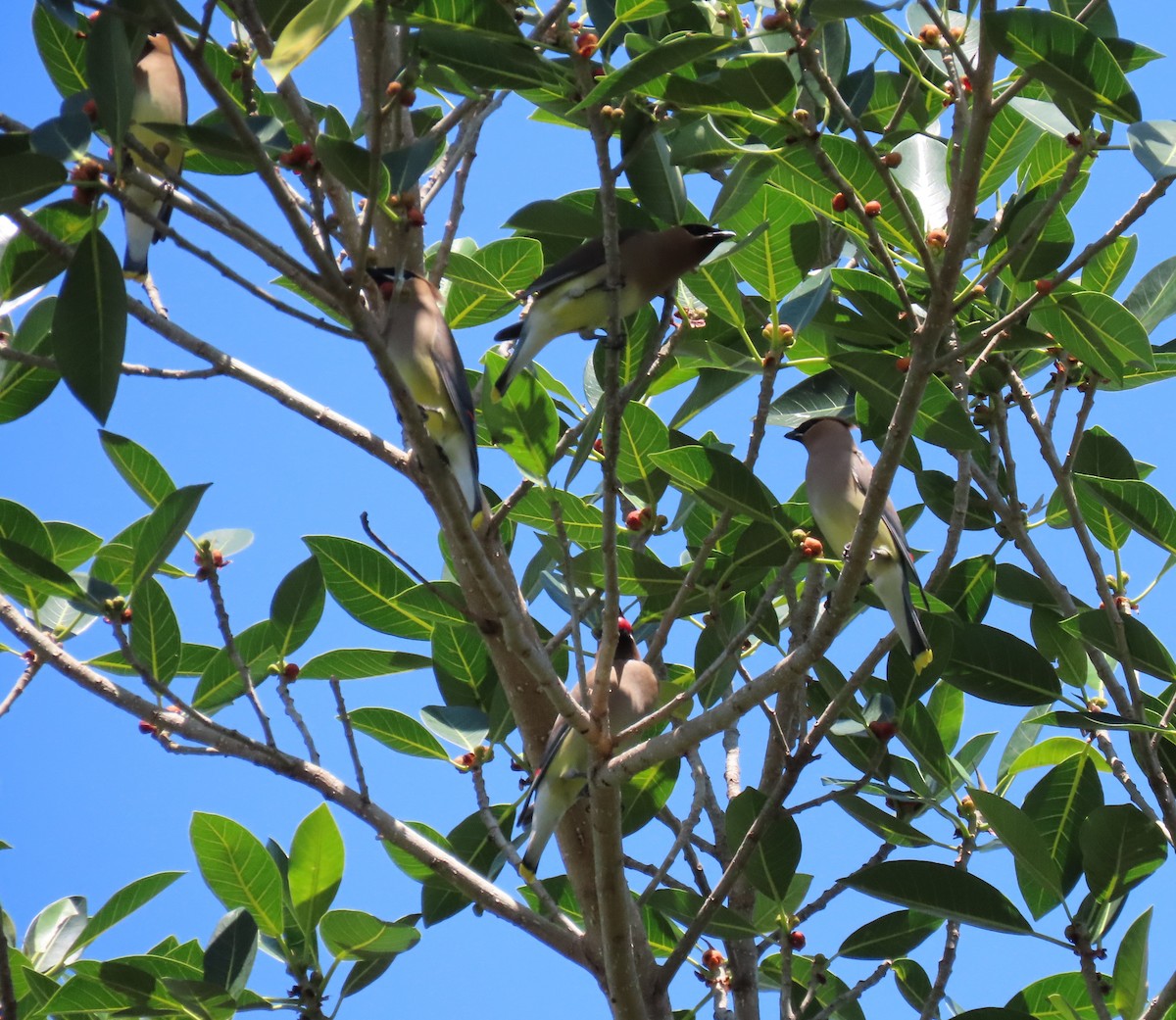 Cedar Waxwing - ML617727931