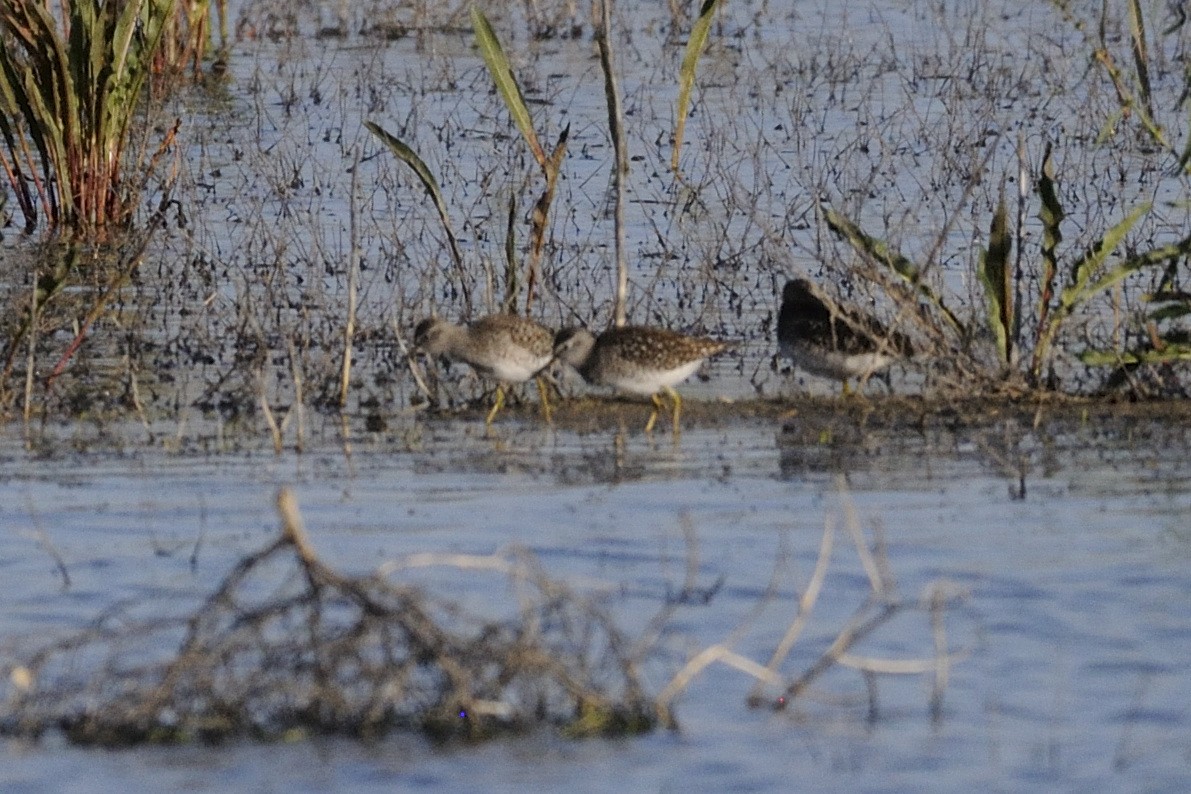 Wood Sandpiper - Pablo Pozo 🦅