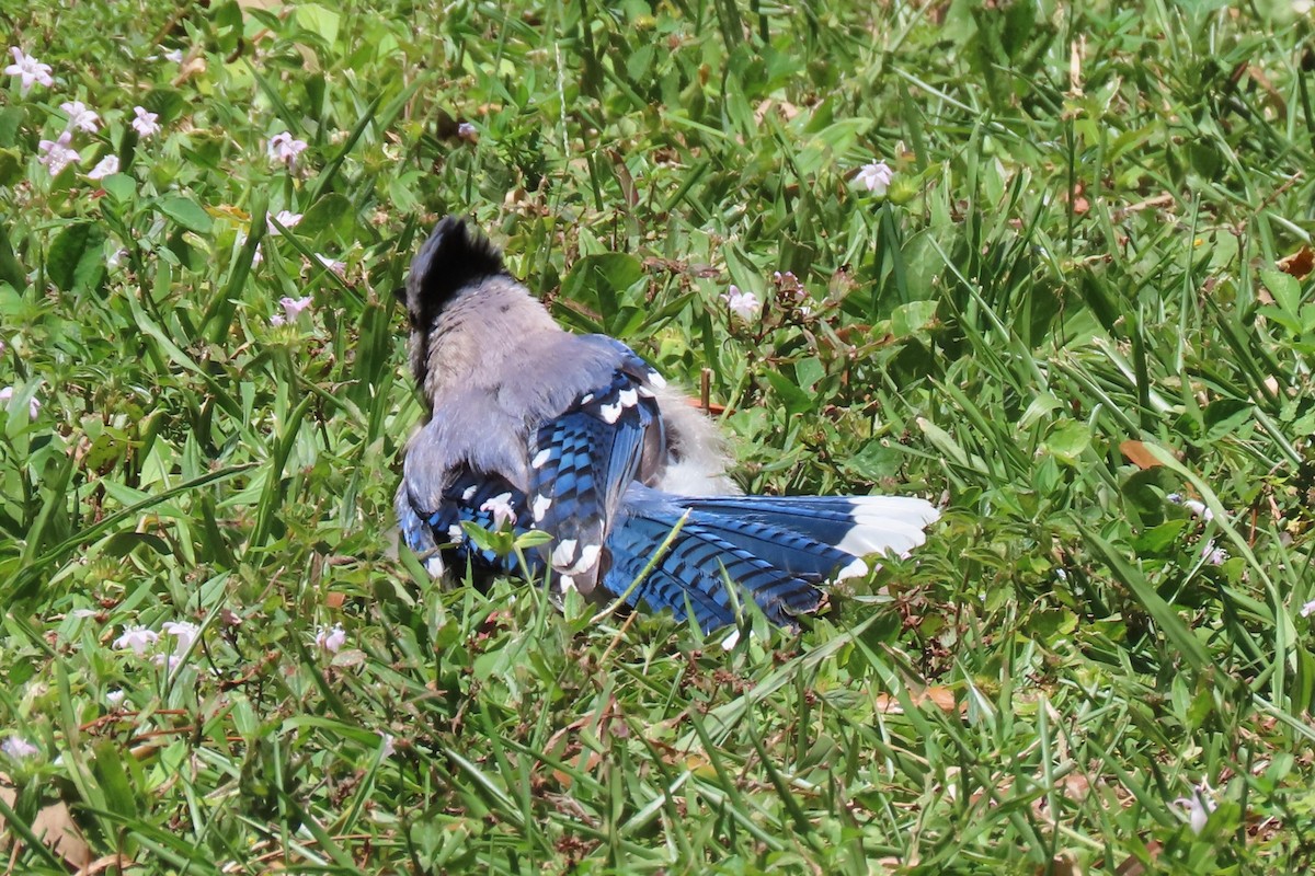 Blue Jay - ML617727941