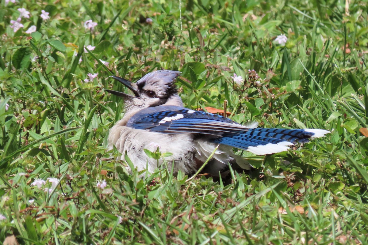 Blue Jay - ML617727942