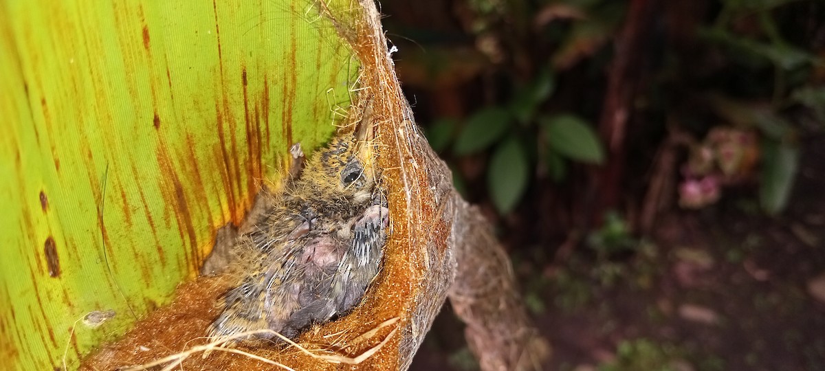 White-bearded Hermit - Antonio Rivadeneira