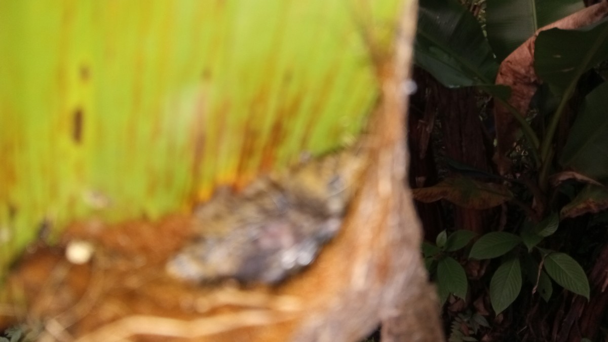 Белобородый колибри-отшельник - ML617727981