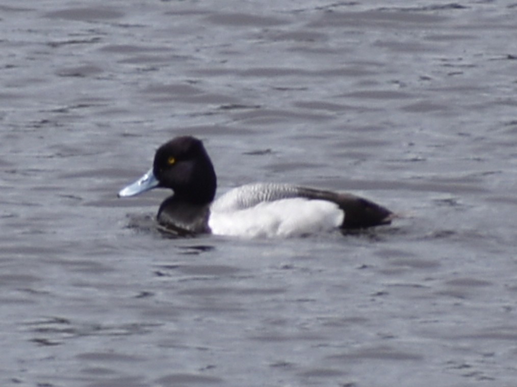 Lesser Scaup - ML617727992