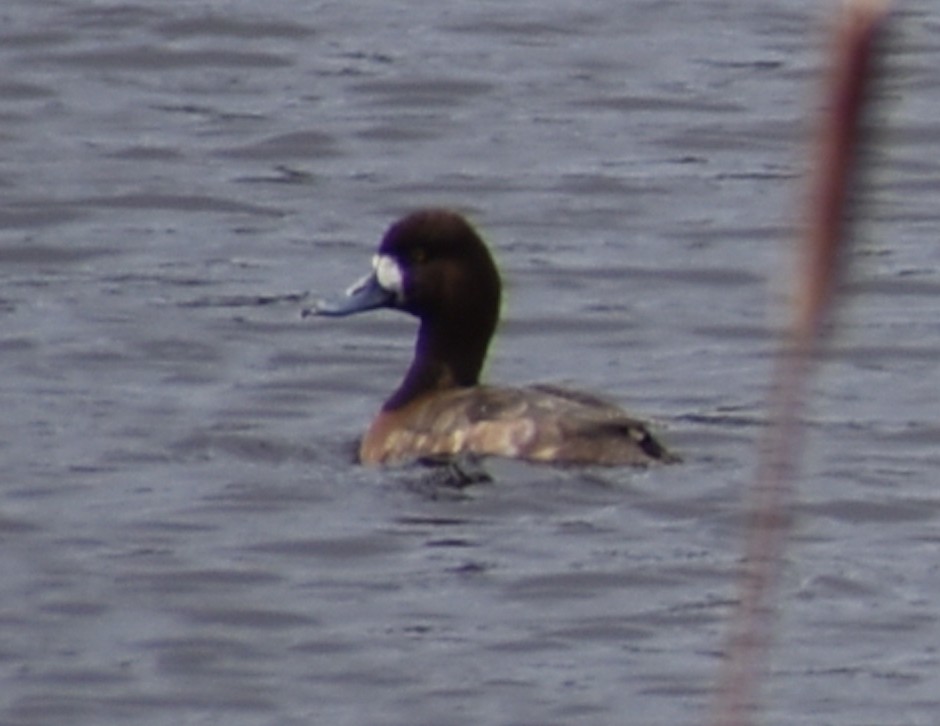 Lesser Scaup - ML617727993