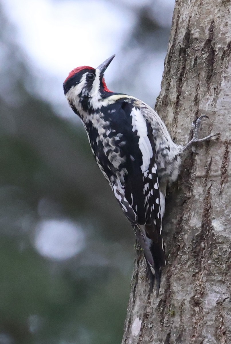 Yellow-bellied Sapsucker - ML617728019