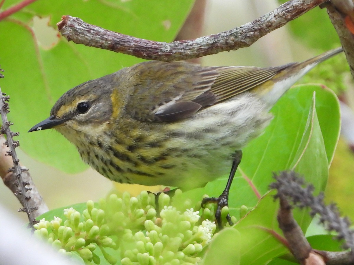 Cape May Warbler - ML617728023