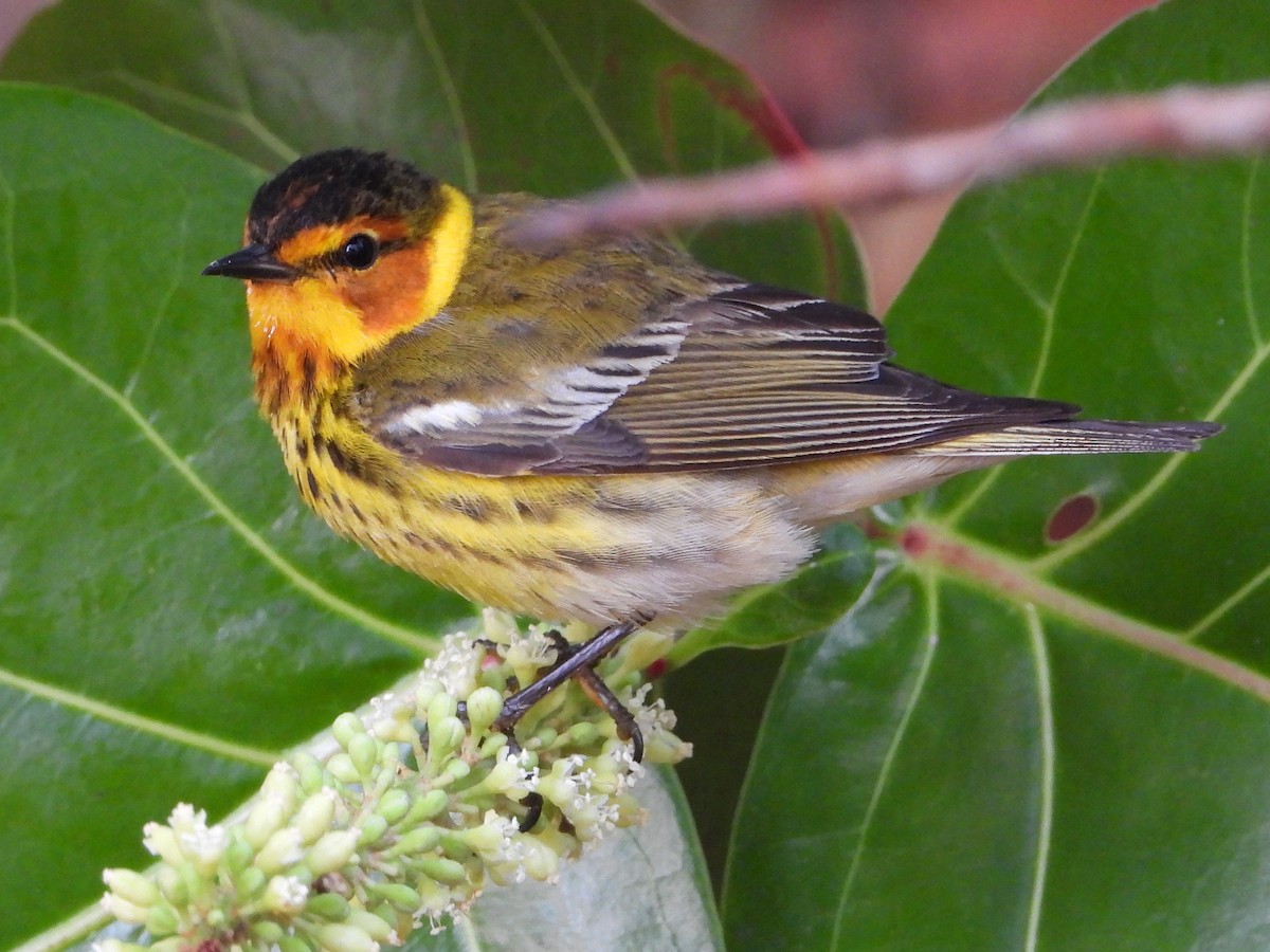 Cape May Warbler - ML617728024