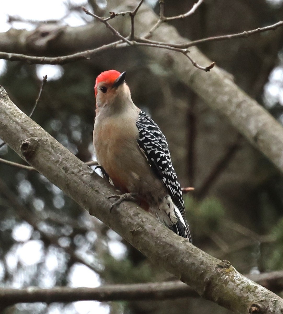 Red-bellied Woodpecker - ML617728026