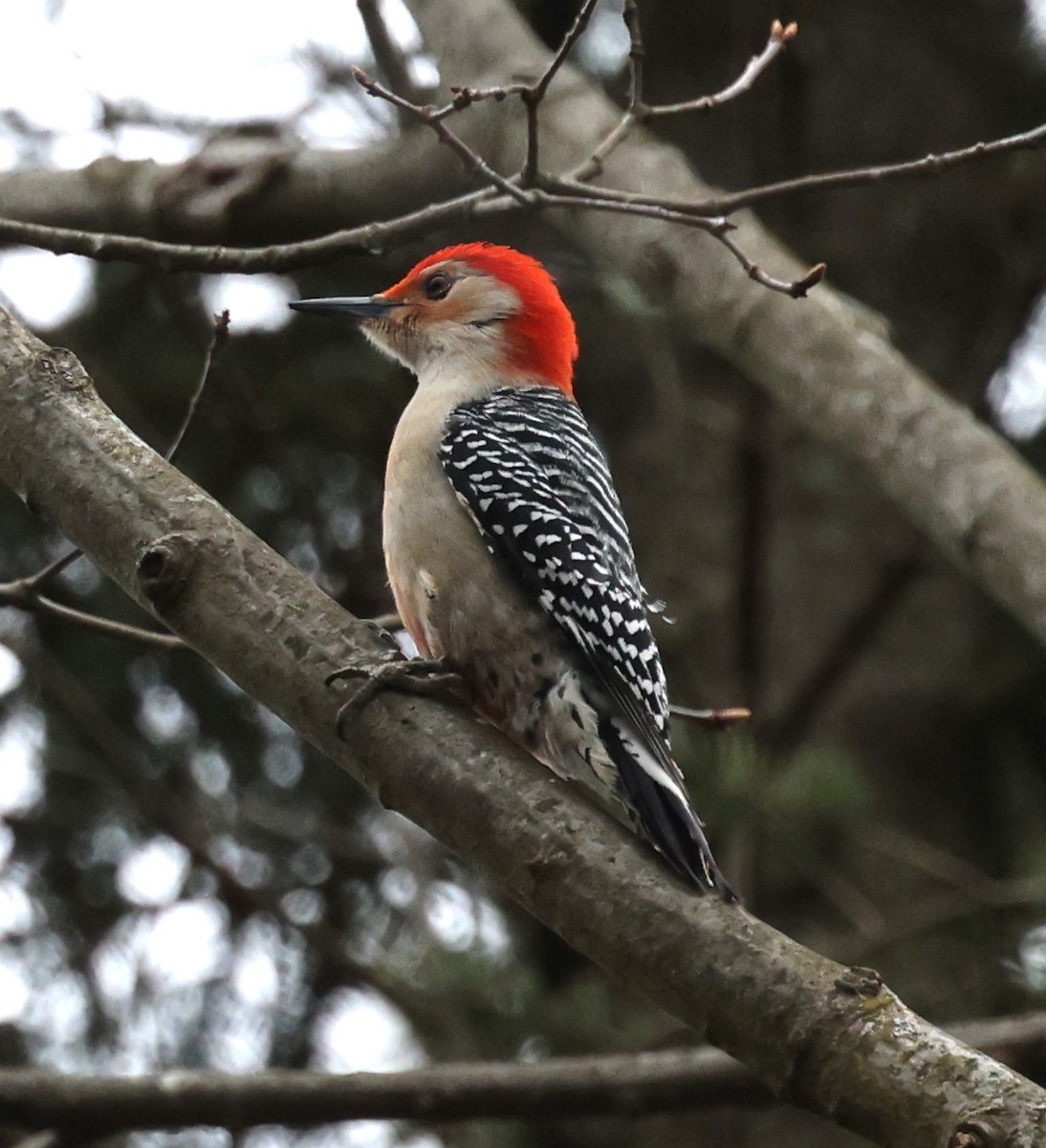 Red-bellied Woodpecker - ML617728027