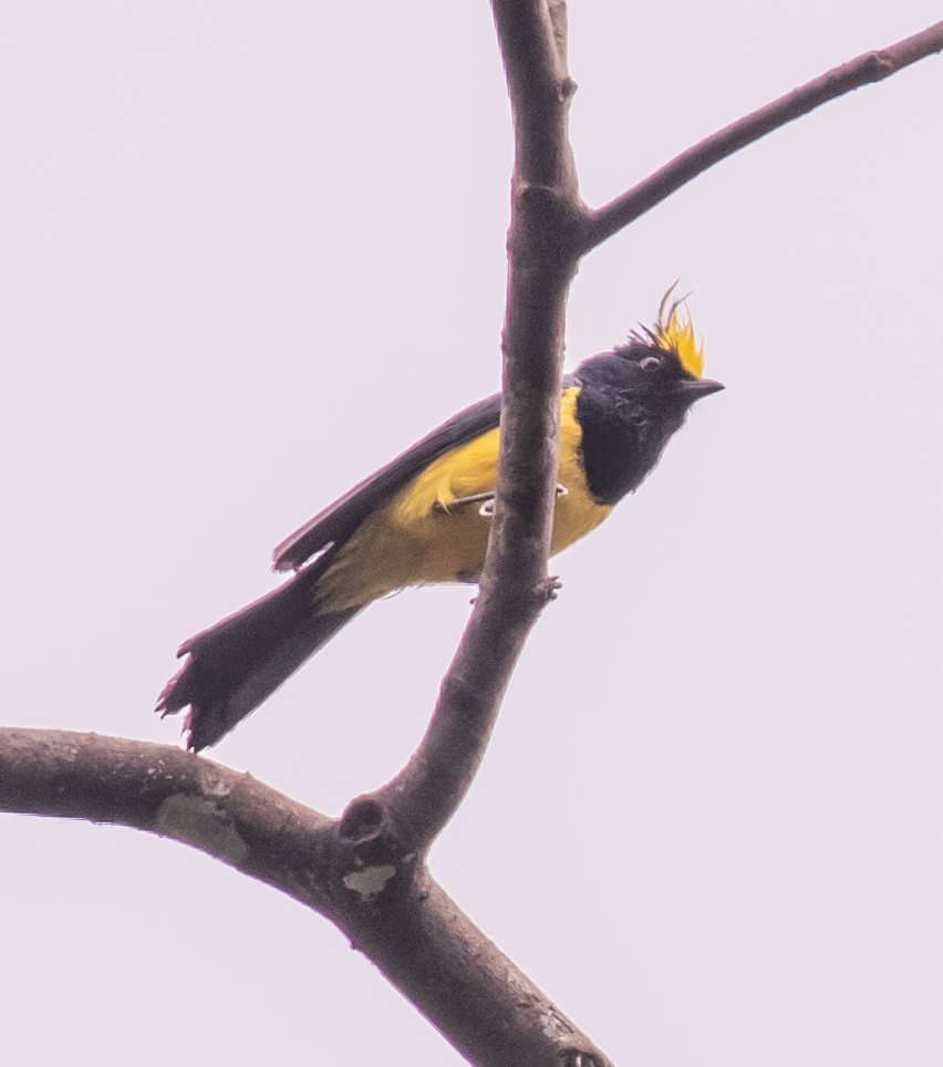 Sultan Tit (Yellow-crested) - ML617728052